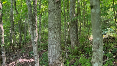 Vinton County Ohio Land for Sale - image 29