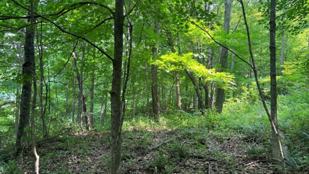Vinton County Ohio Land for Sale - image 35