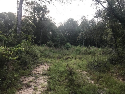 80 Acres Perry County, MS Hunting Land for Sale - image 13