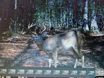 80 Acres Perry County, MS Hunting Land for Sale - image 29