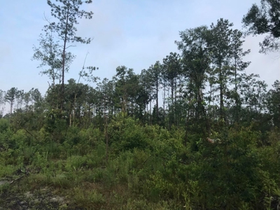 80 Acres Perry County, MS Hunting Land for Sale - image 16