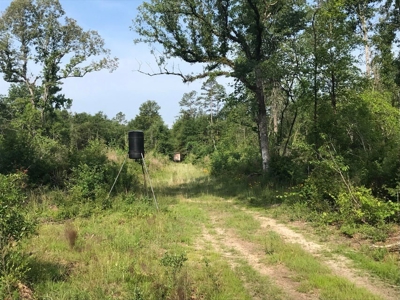 80 Acres Perry County, MS Hunting Land for Sale - image 4
