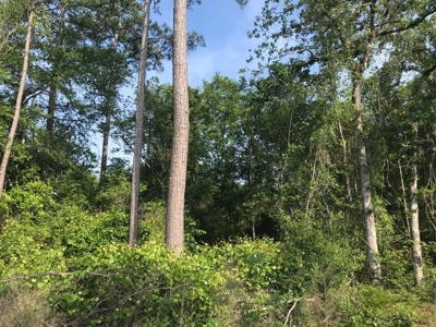 80 Acres Perry County, MS Hunting Land for Sale - image 2