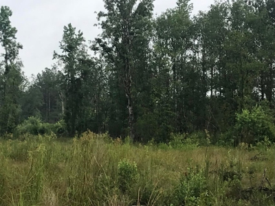 80 Acres Perry County, MS Hunting Land for Sale - image 18