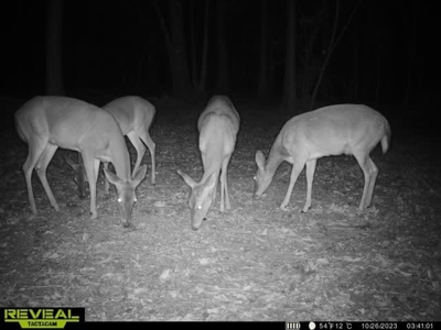 80 Acres Perry County, MS Hunting Land for Sale - image 30