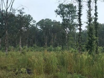 80 Acres Perry County, MS Hunting Land for Sale - image 17