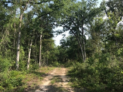 80 Acres Perry County, MS Hunting Land for Sale - image 1