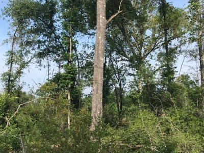 80 Acres Perry County, MS Hunting Land for Sale - image 5