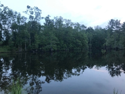 80 Acres Perry County, MS Hunting Land for Sale - image 8