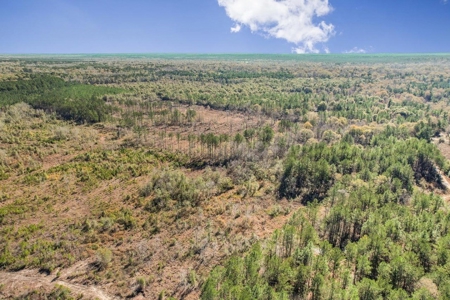 80 Acres Perry County, MS Hunting Land for Sale - image 33