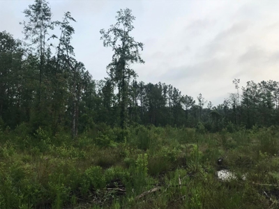 80 Acres Perry County, MS Hunting Land for Sale - image 20