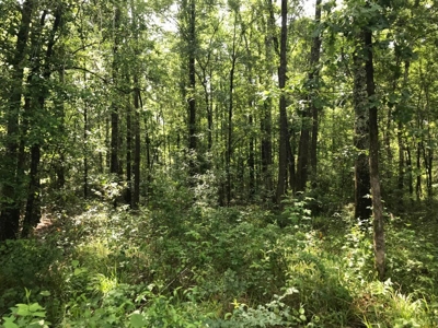 80 Acres Perry County, MS Hunting Land for Sale - image 6
