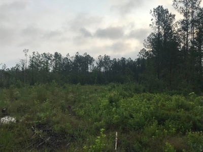 80 Acres Perry County, MS Hunting Land for Sale - image 19
