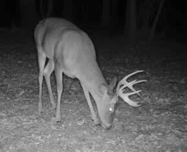 80 Acres Perry County, MS Hunting Land for Sale - image 27