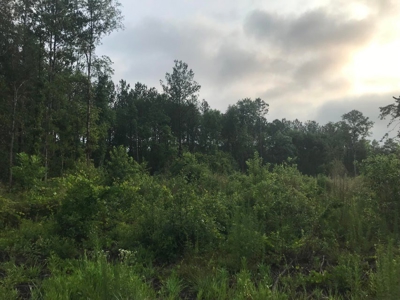 80 Acres Perry County, MS Hunting Land for Sale - image 15