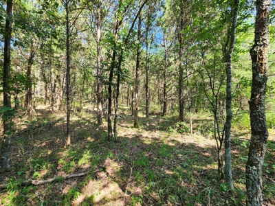 5 Acre Off-Grid Homestead Property - image 6