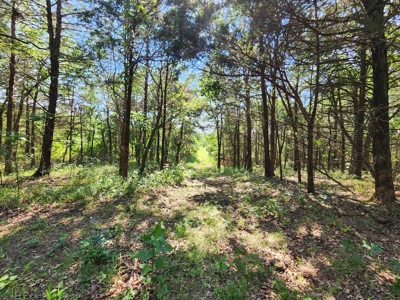 5 Acre Off-Grid Homestead Property - image 9