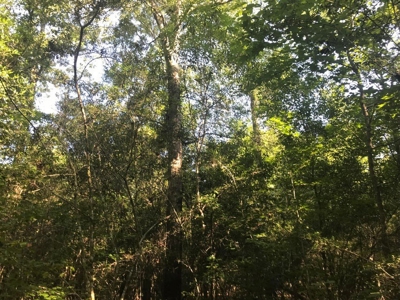 59 Acres Wooded Land for Sale Dixie Community Hattiesburg MS - image 18