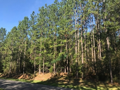 59 Acres Wooded Land for Sale Dixie Community Hattiesburg MS - image 19