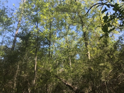 59 Acres Wooded Land for Sale Dixie Community Hattiesburg MS - image 4