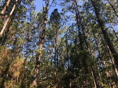 59 Acres Wooded Land for Sale Dixie Community Hattiesburg MS - image 10