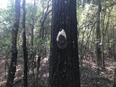 59 Acres Wooded Land for Sale Dixie Community Hattiesburg MS - image 16