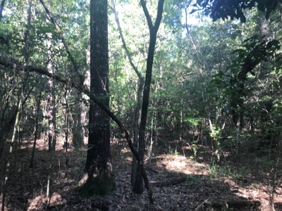 59 Acres Wooded Land for Sale Dixie Community Hattiesburg MS - image 17