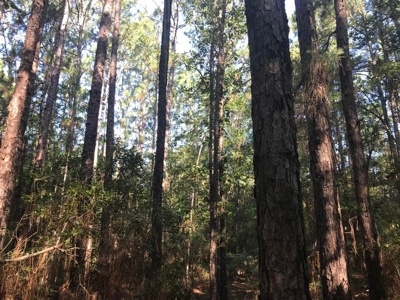 59 Acres Wooded Land for Sale Dixie Community Hattiesburg MS - image 11