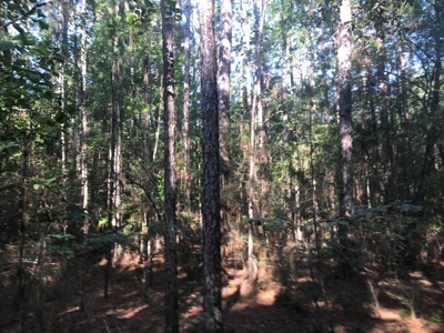 59 Acres Wooded Land for Sale Dixie Community Hattiesburg MS - image 12