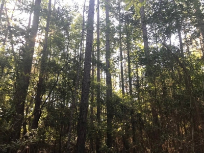 59 Acres Wooded Land for Sale Dixie Community Hattiesburg MS - image 14
