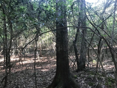 59 Acres Wooded Land for Sale Dixie Community Hattiesburg MS - image 15