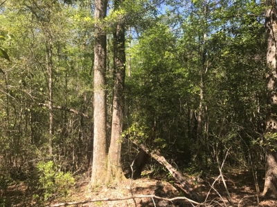 59 Acres Wooded Land for Sale Dixie Community Hattiesburg MS - image 5