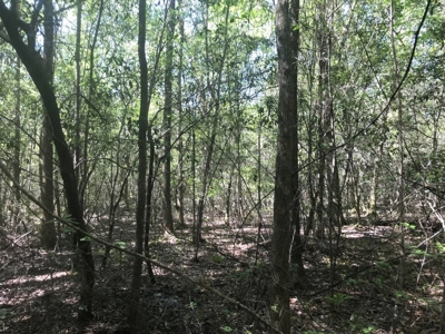 59 Acres Wooded Land for Sale Dixie Community Hattiesburg MS - image 6