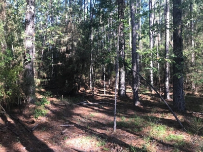 59 Acres Wooded Land for Sale Dixie Community Hattiesburg MS - image 9