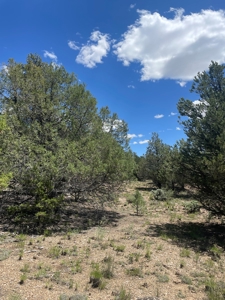 Northern New Mexico Recreational Property - image 4