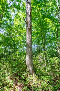 Absolute Auction- Online Only- McCreary County, KY - image 6