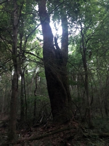50 Acres Hunting Land with Creek Frontage Lincoln County MS - image 1