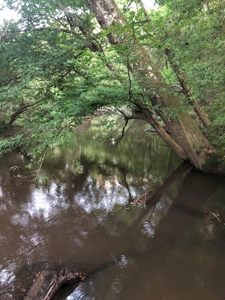 50 Acres Hunting Land with Creek Frontage Lincoln County MS - image 5