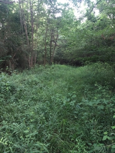 50 Acres Hunting Land with Creek Frontage Lincoln County MS - image 3