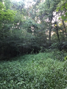 50 Acres Hunting Land with Creek Frontage Lincoln County MS - image 9
