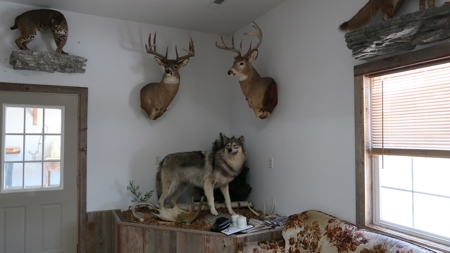 Established Taxidermy Shop - image 9