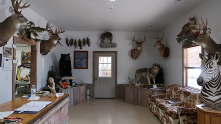 Established Taxidermy Shop - image 5