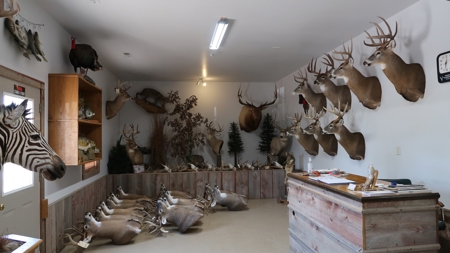 Established Taxidermy Shop - image 4