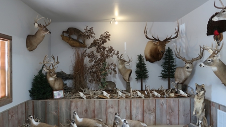 Established Taxidermy Shop - image 7