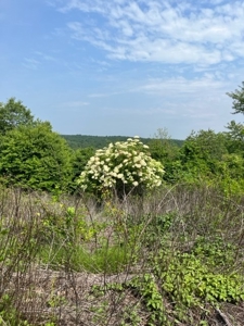 Land for Sale near Greenville MO - image 20