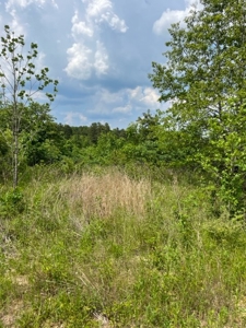 Land for Sale near Greenville MO - image 17