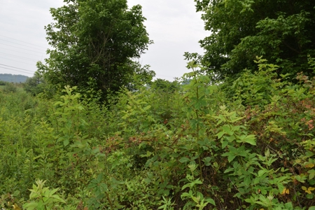 Auction - Commercial and Residential Lots in New Tazewell TN - image 19
