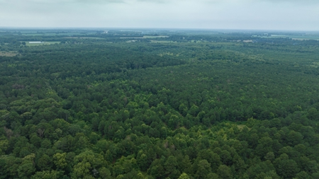 Pine Plantation / Duck Hunting Land for sale - image 8