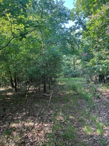 Wayne County Missouri Land For Sale - image 1