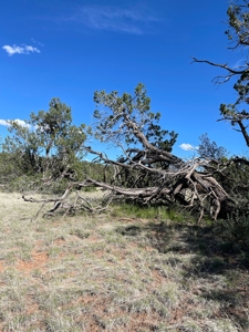 Are You Looking For A Bridge Canyon Ranch - image 3